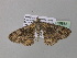  ( - BC ZSM Lep 36868)  @12 [ ] CreativeCommons - Attribution Non-Commercial Share-Alike (2010) Unspecified SNSB, Zoologische Staatssammlung Muenchen