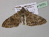  (Cleora herbulotiAH04Ca - BC ZSM Lep 36871)  @13 [ ] CreativeCommons - Attribution Non-Commercial Share-Alike (2010) Unspecified SNSB, Zoologische Staatssammlung Muenchen