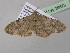  ( - BC ZSM Lep 36873)  @13 [ ] CreativeCommons - Attribution Non-Commercial Share-Alike (2010) Unspecified SNSB, Zoologische Staatssammlung Muenchen