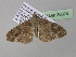  ( - BC ZSM Lep 36874)  @13 [ ] CreativeCommons - Attribution Non-Commercial Share-Alike (2010) Unspecified SNSB, Zoologische Staatssammlung Muenchen