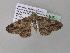  (Cleora radula leptopastaAH01Ca - BC ZSM Lep 36875)  @14 [ ] CreativeCommons - Attribution Non-Commercial Share-Alike (2010) Unspecified SNSB, Zoologische Staatssammlung Muenchen