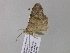  ( - BC ZSM Lep 36876)  @12 [ ] CreativeCommons - Attribution Non-Commercial Share-Alike (2010) Unspecified SNSB, Zoologische Staatssammlung Muenchen