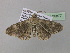  ( - BC ZSM Lep 36877)  @12 [ ] CreativeCommons - Attribution Non-Commercial Share-Alike (2010) Unspecified SNSB, Zoologische Staatssammlung Muenchen