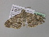  ( - BC ZSM Lep 36880)  @12 [ ] CreativeCommons - Attribution Non-Commercial Share-Alike (2010) Unspecified SNSB, Zoologische Staatssammlung Muenchen