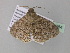  (Cleora dactylata - BC ZSM Lep 36884)  @12 [ ] CreativeCommons - Attribution Non-Commercial Share-Alike (2010) Unspecified SNSB, Zoologische Staatssammlung Muenchen