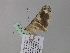  ( - BC ZSM Lep 36886)  @12 [ ] CreativeCommons - Attribution Non-Commercial Share-Alike (2010) Unspecified SNSB, Zoologische Staatssammlung Muenchen