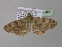  (Cleora echinodesAH01Ca - BC ZSM Lep 36888)  @13 [ ] CreativeCommons - Attribution Non-Commercial Share-Alike (2010) Unspecified SNSB, Zoologische Staatssammlung Muenchen
