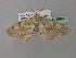  (Cleora echinodesAH04Gh - BC ZSM Lep 36889)  @13 [ ] CreativeCommons - Attribution Non-Commercial Share-Alike (2010) Unspecified SNSB, Zoologische Staatssammlung Muenchen