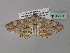  ( - BC ZSM Lep 36891)  @12 [ ] CreativeCommons - Attribution Non-Commercial Share-Alike (2010) Unspecified SNSB, Zoologische Staatssammlung Muenchen