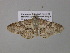  (Cleora herbulotiAH02Ca - BC ZSM Lep 36892)  @15 [ ] CreativeCommons - Attribution Non-Commercial Share-Alike (2010) Unspecified SNSB, Zoologische Staatssammlung Muenchen