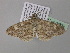  ( - BC ZSM Lep 36893)  @12 [ ] CreativeCommons - Attribution Non-Commercial Share-Alike (2010) Unspecified SNSB, Zoologische Staatssammlung Muenchen