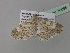 ( - BC ZSM Lep 36895)  @13 [ ] CreativeCommons - Attribution Non-Commercial Share-Alike (2010) Unspecified SNSB, Zoologische Staatssammlung Muenchen
