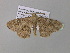  ( - BC ZSM Lep 36898)  @13 [ ] CreativeCommons - Attribution Non-Commercial Share-Alike (2010) Unspecified SNSB, Zoologische Staatssammlung Muenchen