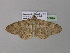  ( - BC ZSM Lep 36899)  @13 [ ] CreativeCommons - Attribution Non-Commercial Share-Alike (2010) Unspecified SNSB, Zoologische Staatssammlung Muenchen