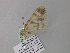  (Zeuctoboarmia ruandanaAH01Ca - BC ZSM Lep 36904)  @12 [ ] CreativeCommons - Attribution Non-Commercial Share-Alike (2010) Unspecified SNSB, Zoologische Staatssammlung Muenchen