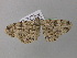 ( - BC ZSM Lep 36905)  @13 [ ] CreativeCommons - Attribution Non-Commercial Share-Alike (2010) Unspecified SNSB, Zoologische Staatssammlung Muenchen