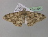  (Zeuctoboarmia AH04GhCaGa - BC ZSM Lep 36906)  @14 [ ] CreativeCommons - Attribution Non-Commercial Share-Alike (2010) Unspecified SNSB, Zoologische Staatssammlung Muenchen