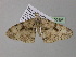  ( - BC ZSM Lep 36907)  @14 [ ] CreativeCommons - Attribution Non-Commercial Share-Alike (2010) Unspecified SNSB, Zoologische Staatssammlung Muenchen