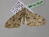 ( - BC ZSM Lep 36908)  @13 [ ] CreativeCommons - Attribution Non-Commercial Share-Alike (2010) Unspecified SNSB, Zoologische Staatssammlung Muenchen