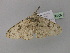  ( - BC ZSM Lep 36909)  @13 [ ] CreativeCommons - Attribution Non-Commercial Share-Alike (2010) Unspecified SNSB, Zoologische Staatssammlung Muenchen