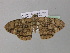  ( - BC ZSM Lep 36910)  @13 [ ] CreativeCommons - Attribution Non-Commercial Share-Alike (2010) Unspecified SNSB, Zoologische Staatssammlung Muenchen