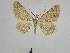  ( - BC SMNK Lep 00202)  @13 [ ] Copyright (2010) Unspecified Staatliches Museum fuer Naturkunde Karlsruhe