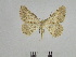  ( - BC SMNK Lep 00204)  @13 [ ] Copyright (2010) Unspecified Staatliches Museum fuer Naturkunde Karlsruhe