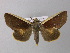  ( - BC ZSM Lep 32466)  @15 [ ] CreativeCommons - Attribution Non-Commercial Share-Alike (2010) Unspecified SNSB, Zoologische Staatssammlung Muenchen