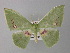  (Rhodochlora tornistrigaAH01Ec - BC ZSM Lep 32488)  @14 [ ] CreativeCommons - Attribution Non-Commercial Share-Alike (2010) Unspecified SNSB, Zoologische Staatssammlung Muenchen