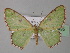  (Lissochlora AH02Ec - BC ZSM Lep 32495)  @15 [ ] CreativeCommons - Attribution Non-Commercial Share-Alike (2010) Unspecified SNSB, Zoologische Staatssammlung Muenchen