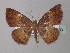  (Oenoptila AH01Ec - BC ZSM Lep 32503)  @15 [ ] CreativeCommons - Attribution Non-Commercial Share-Alike (2010) Unspecified SNSB, Zoologische Staatssammlung Muenchen