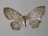  ( - BC ZSM Lep 32509)  @14 [ ] CreativeCommons - Attribution Non-Commercial Share-Alike (2010) Unspecified SNSB, Zoologische Staatssammlung Muenchen