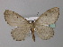  ( - BC ZSM Lep 32510)  @14 [ ] CreativeCommons - Attribution Non-Commercial Share-Alike (2010) Unspecified SNSB, Zoologische Staatssammlung Muenchen
