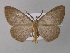  ( - BC ZSM Lep 32511)  @15 [ ] CreativeCommons - Attribution Non-Commercial Share-Alike (2010) Unspecified SNSB, Zoologische Staatssammlung Muenchen