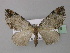  (Spargania AH01Ec - BC ZSM Lep 32516)  @14 [ ] CreativeCommons - Attribution Non-Commercial Share-Alike (2010) Unspecified SNSB, Zoologische Staatssammlung Muenchen