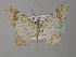  ( - BC ZSM Lep 32525)  @13 [ ] CreativeCommons - Attribution Non-Commercial Share-Alike (2010) Unspecified SNSB, Zoologische Staatssammlung Muenchen