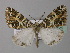  (Cargolia AH01Ec - BC ZSM Lep 32526)  @15 [ ] CreativeCommons - Attribution Non-Commercial Share-Alike (2010) Unspecified SNSB, Zoologische Staatssammlung Muenchen