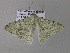  ( - BC ZSM Lep 33024)  @12 [ ] CreativeCommons - Attribution Non-Commercial Share-Alike (2010) Unspecified SNSB, Zoologische Staatssammlung Muenchen