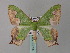  ( - BC ZSM Lep 33026)  @13 [ ] CreativeCommons - Attribution Non-Commercial Share-Alike (2010) Unspecified SNSB, Zoologische Staatssammlung Muenchen