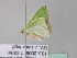  ( - BC ZSM Lep 33029)  @13 [ ] CreativeCommons - Attribution Non-Commercial Share-Alike (2010) Unspecified SNSB, Zoologische Staatssammlung Muenchen