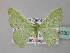  (Comibaena AH01Zm - BC ZSM Lep 33030)  @14 [ ] CreativeCommons - Attribution Non-Commercial Share-Alike (2010) Unspecified SNSB, Zoologische Staatssammlung Muenchen