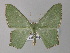 ( - BC ZSM Lep 33036)  @14 [ ] CreativeCommons - Attribution Non-Commercial Share-Alike (2010) Unspecified SNSB, Zoologische Staatssammlung Muenchen