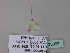  ( - BC ZSM Lep 33062)  @12 [ ] CreativeCommons - Attribution Non-Commercial Share-Alike (2010) Unspecified SNSB, Zoologische Staatssammlung Muenchen