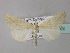  (Microligia luteitincta - BC ZSM Lep 33070)  @14 [ ] CreativeCommons - Attribution Non-Commercial Share-Alike (2010) Unspecified SNSB, Zoologische Staatssammlung Muenchen