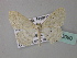  ( - BC ZSM Lep 33080)  @13 [ ] CreativeCommons - Attribution Non-Commercial Share-Alike (2010) Unspecified SNSB, Zoologische Staatssammlung Muenchen
