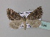  ( - BC ZSM Lep 33094)  @13 [ ] CreativeCommons - Attribution Non-Commercial Share-Alike (2010) Unspecified SNSB, Zoologische Staatssammlung Muenchen