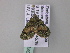  ( - BC ZSM Lep 33098)  @13 [ ] CreativeCommons - Attribution Non-Commercial Share-Alike (2010) Unspecified SNSB, Zoologische Staatssammlung Muenchen