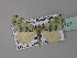  (Piercia BOLD:AAM4161 - BC ZSM Lep 33101)  @12 [ ] CreativeCommons - Attribution Non-Commercial Share-Alike (2010) Unspecified SNSB, Zoologische Staatssammlung Muenchen