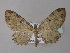  (Collix BOLD:ADR9344 - BC ZSM Lep 33104)  @14 [ ] CreativeCommons - Attribution Non-Commercial Share-Alike (2010) Unspecified SNSB, Zoologische Staatssammlung Muenchen