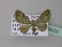  (Pasiphila BOLD:AAL3370 - BC ZSM Lep 33105)  @14 [ ] CreativeCommons - Attribution Non-Commercial Share-Alike (2010) Unspecified SNSB, Zoologische Staatssammlung Muenchen